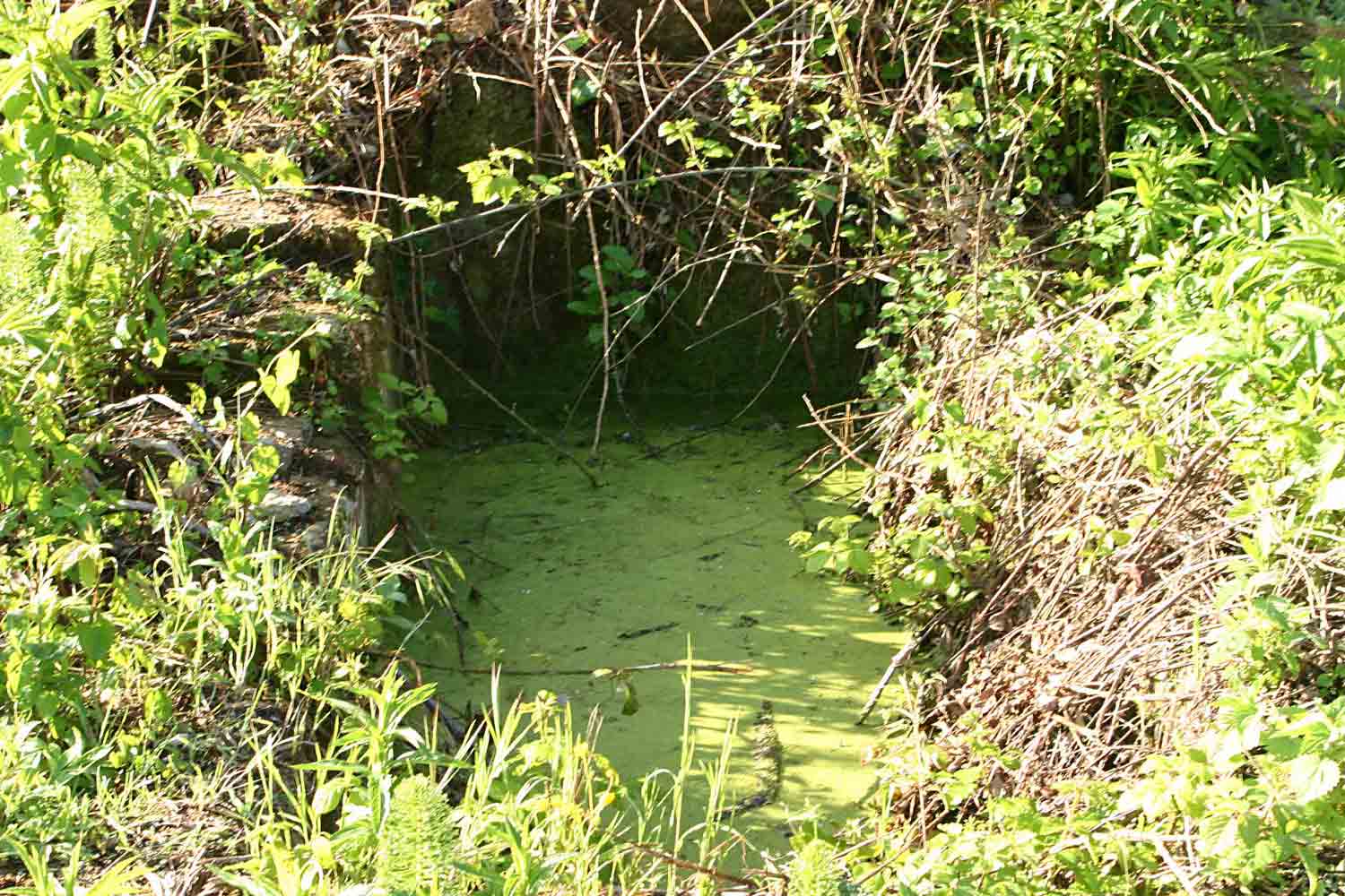 Fontanili del Lazio